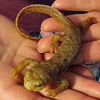 California Newt