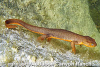 California Newt