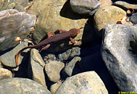 California Newt