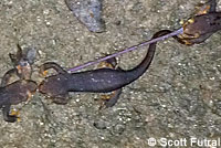 California Newt