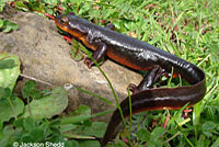 Sierra Newt