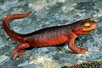 Sierra Newt