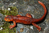 Sierra Newt