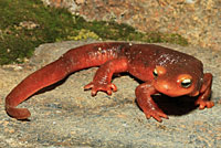 Sierra Newt