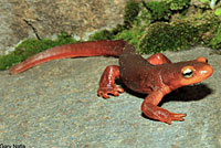 Sierra Newt