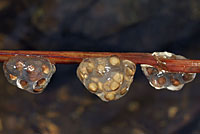 Sierra Newt eggs