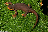 California Newt