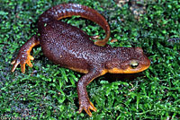 California Newt