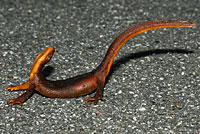 California Newt