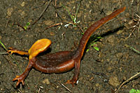 salamander