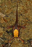 California Newt