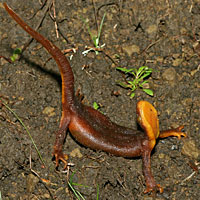 California Newt