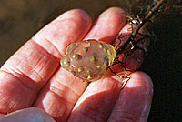 California Newt Eggs