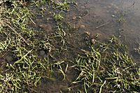 California Newt Eggs