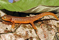 California Newt Larva