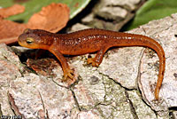 California Newt 