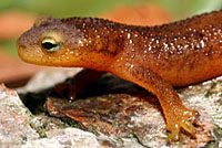 California Newt 