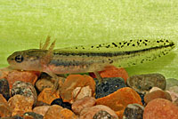 California Newt