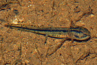 California Newt Larva