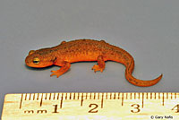 California Newt 