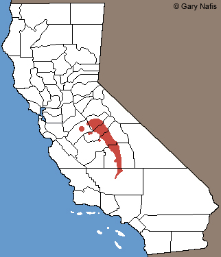 Gregarious Slender Salamander Range Map