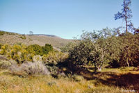 California Striped Racer Habitat