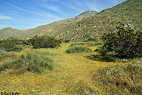 Desert Glossy Snake Habitat