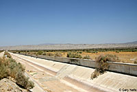 Western Diamond-backed Rattlesnake Habitat