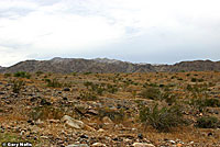 Western Diamond-backed Rattlesnake Habitat