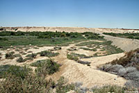 Western Diamond-backed Rattlesnake Habitat