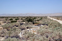 Western Diamond-backed Rattlesnake Habitat