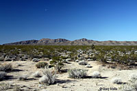 Northern Mohave Rattlesnake Habitat