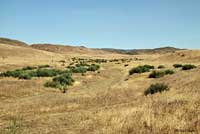 San Joaquin Coachwhip Habitat