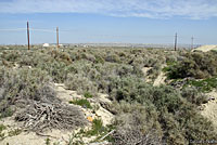 San Joaquin Coachwhip Habitat