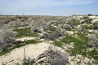 San Joaquin Coachwhip Habitat