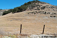 San Joaquin Coachwhip Habitat