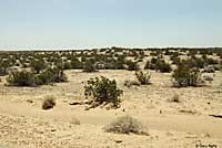 Colorado Desert Sidewinder Habitat