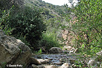 Speckled Rattlesnake Habitat