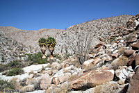 Speckled Rattlesnake Habitat