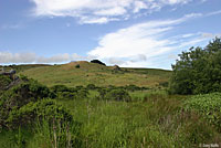 western yellow-bellied racer habitat