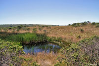 Pacific Gopher Snake Habitat