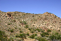 Speckled Rattlesnake Habitat