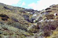 San Diego Ring-necked Snake Habitat