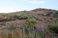 Red Diamond Rattlesnake Habitat