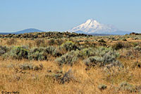 western yellow-bellied racer habitat