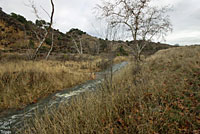 San Bernardino Mountain Kingsnake Habitat