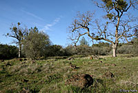 Sharp-tailed Snake Habitat