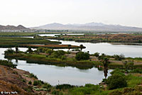 Marcy's Checkered Gartersnake Habitat