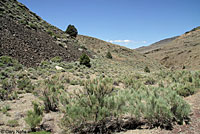 Panamint Rattlesnake Habitat