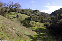 Sharp-tailed Snake Habitat